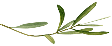 An olive branch